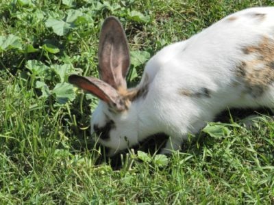 Rabbit Animal Pictures | A-Z Animals