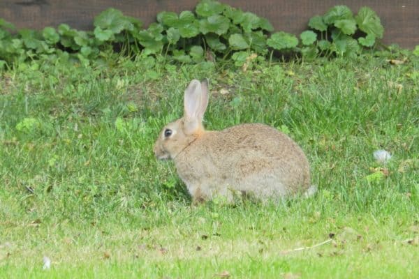 Rabbit in Suffolk