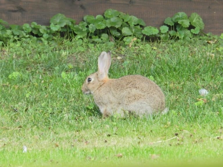 Rabbit in Suffolk