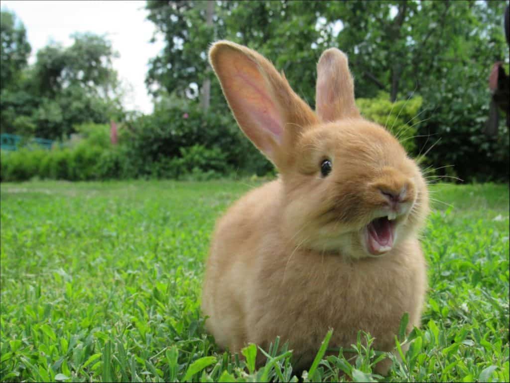 Rabbit sitting in grassland