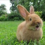 Rabbit sitting in grassland