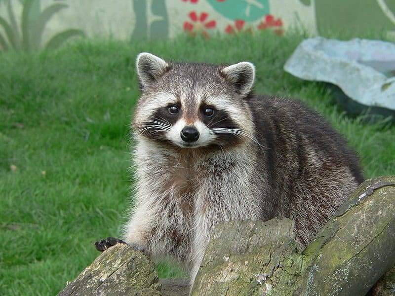 Raccoons make their homes in a variety of places even backyards