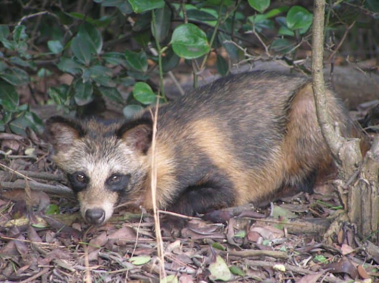 Raccoon Dog in the forest