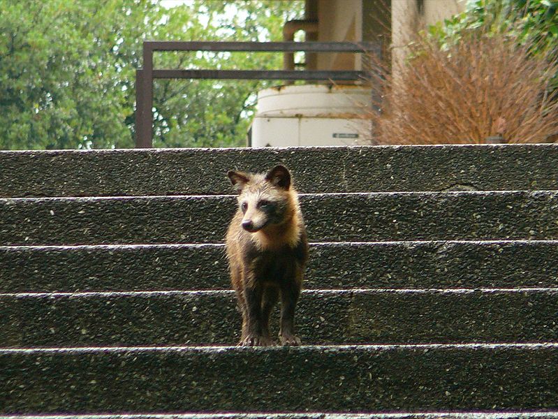 raccoon dog on stairs