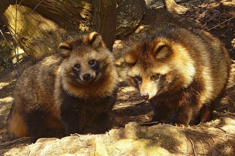 Two Raccoon Dogs in the forest