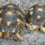 Radiated tortoise