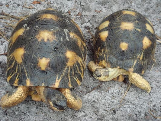 Radiated Tortoise - A-Z Animals