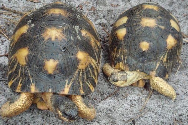 Radiated Tortoise Animal Facts 