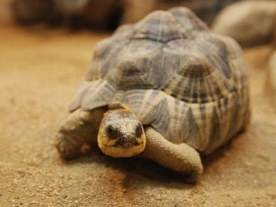 Radiated Tortoise Animal Facts | Astrochelys radiata - AZ Animals