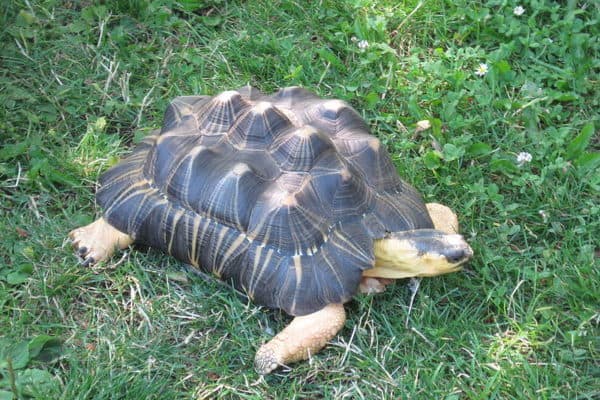 Radiated Tortoise Animal Facts | Astrochelys radiata | AZ Animals