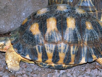 Radiated Tortoise Animal Facts | Astrochelys radiata - AZ Animals