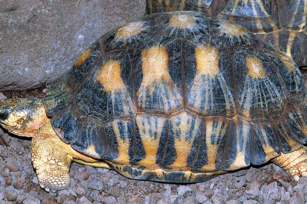 Radiated Tortoise Animal Facts | Astrochelys radiata | AZ Animals