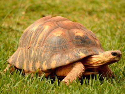 Radiated Tortoise Animal Facts | Astrochelys radiata - AZ Animals