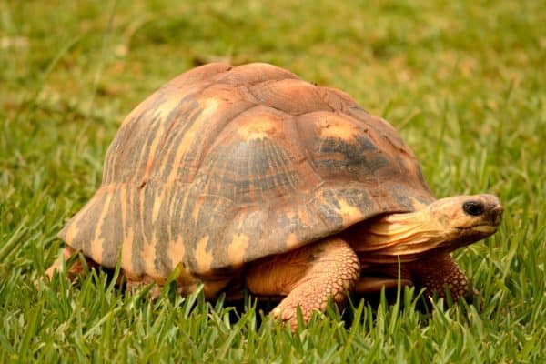 Radiated Tortoise Animal Facts | Astrochelys radiata | AZ Animals