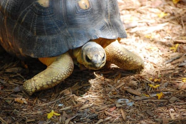 Radiated Tortoise - A-Z Animals