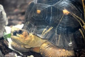 Radiated Tortoise - A-Z Animals