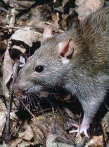 Rat Animal Facts - Rattus - A-Z Animals