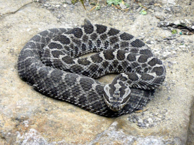 A Rattlesnake