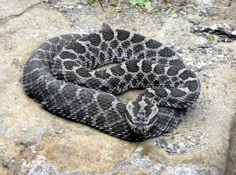 https://a-z-animals.com/media/animals/images/original/rattlesnake3.jpg