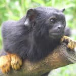 Golden-handed tamarin