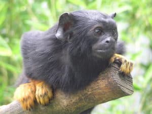 Golden-handed tamarin (Saguinas midas), Parc zoologique de Mulhouse, France