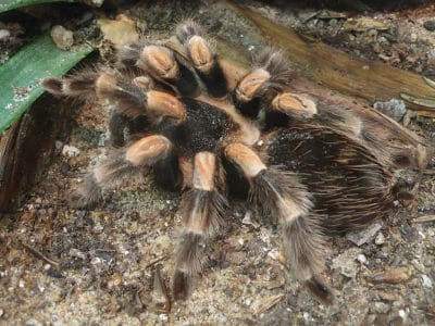 Red Knee Tarantula Animal Facts | Brachypelma Smithi | AZ Animals