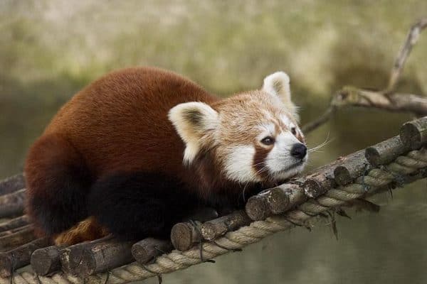 Red panda (Ailurus fulgens) in Munich Zoo