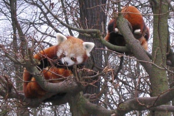 Red Pandas in Tierpark Berlin