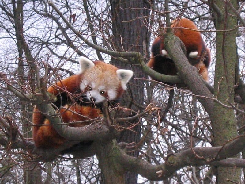 red panda predators and prey