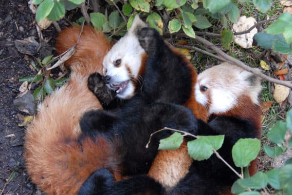 Red panda wrestling