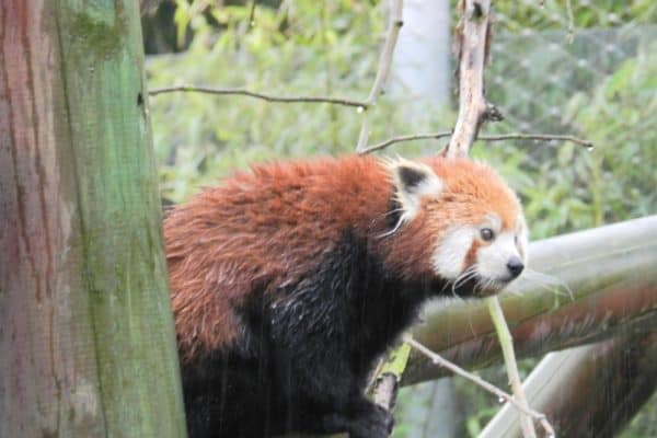 Red Panda at Colchester Zoo