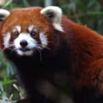Red Panda at the Nashville Zoo in Tennessee