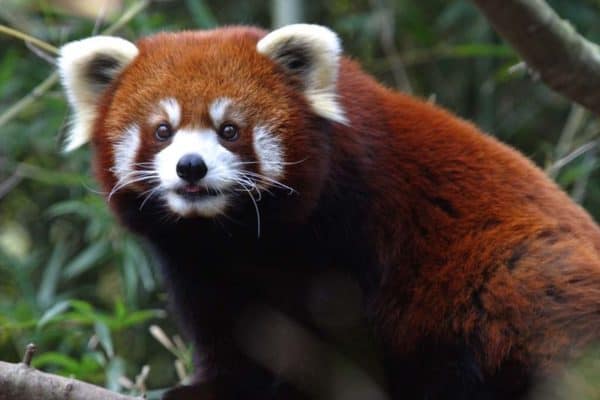 Red Panda at the Nashville Zoo in Tennessee