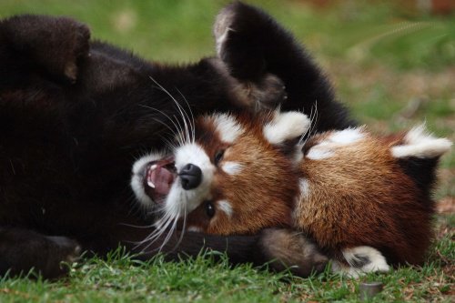 red panda predators and prey