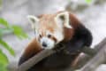 Red Panda Animal Facts - Ailurus fulgens - A-Z Animals