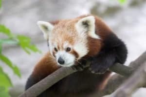 Red Panda vs Raccoon: 5 Key Differences Picture