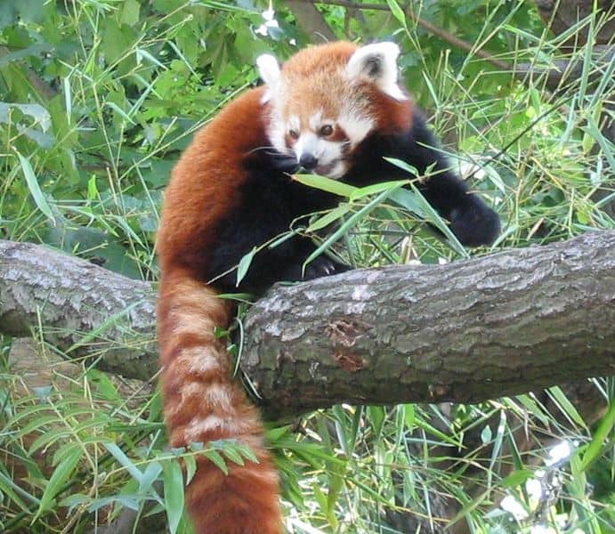 Red panda - Wikipedia