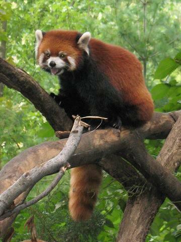 Red Panda Animal Facts  Ailurus fulgens - A-Z Animals