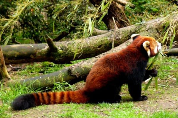 Red panda eating bamboo, Woodland Park Zoo, Seattle, WA