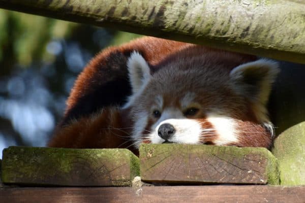 A close-up of a Red Panda (Ailurus Fulgens) at Colchester Zoo, UK.