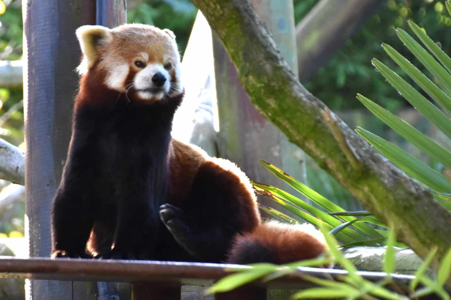 10 Incredible Red Panda Facts - A-Z Animals