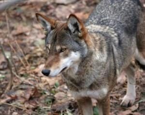 Are Red Wolves Endangered and How Many Are Left in the World? Picture