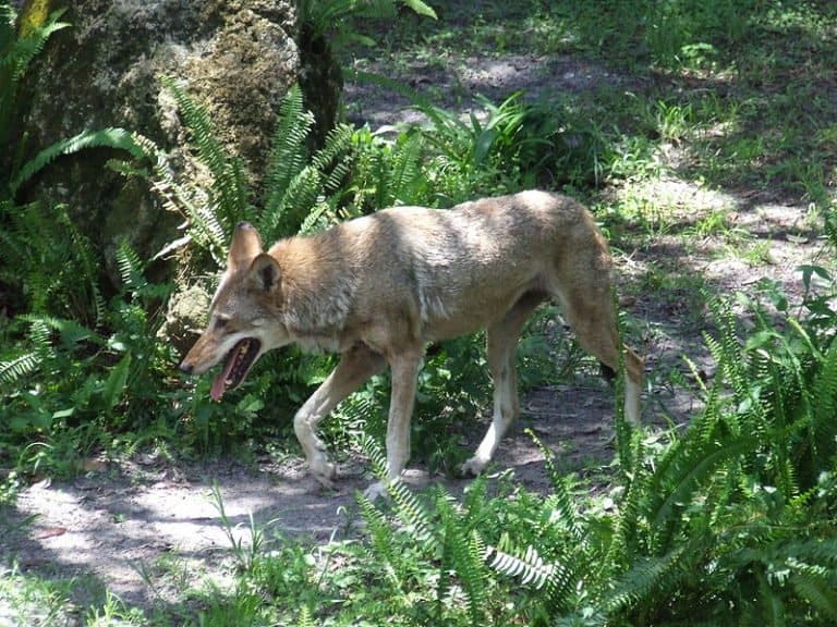 Red Wolf walking in the woods