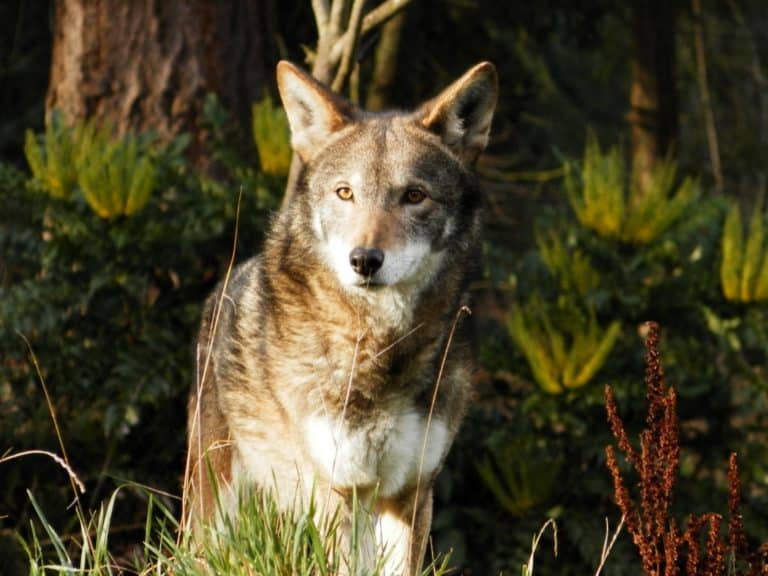 A Red Wolf at Tacoma, WA Pt. Defiance Zoo, USA