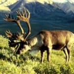 Reindeer