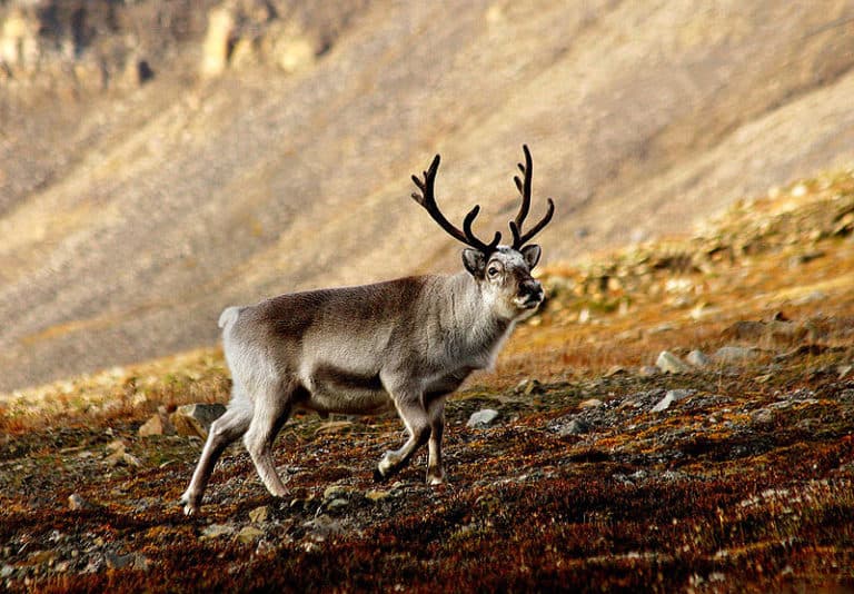 reindeer wandering