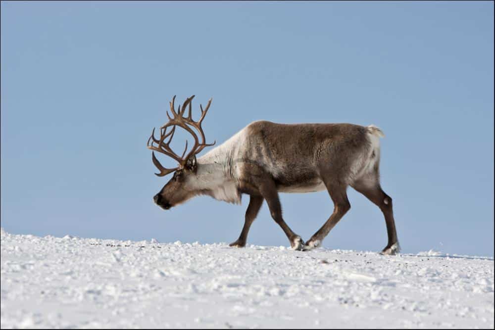 What is Reindeer Moss? - A-Z Animals