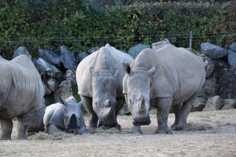 A crash of Rhinoceros (Rhinocerotidae) at Colchester Zoo, UK.