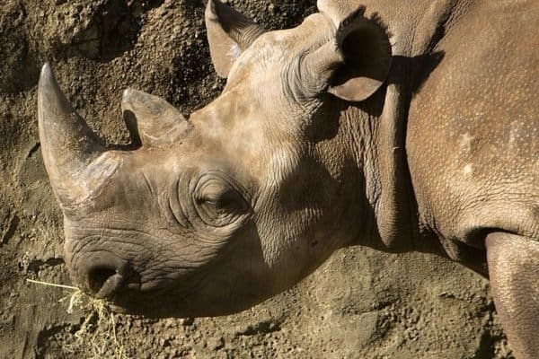 Rhinoceros Animal Facts | Rhinocerotidae | AZ Animals