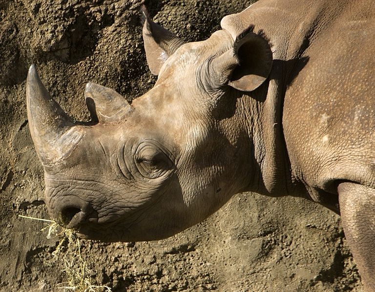 image of rhinoceros